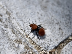 Dasymutilla californica