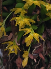 Acianthera sonderiana