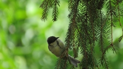 Parus major
