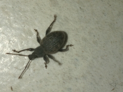 Otiorhynchus sulcatus