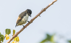 Picumnus granadensis