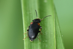 Mycetochara binotata