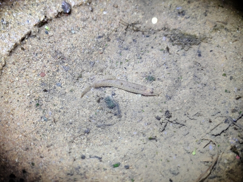 Burmese loach