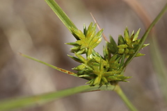Cyperus grayi