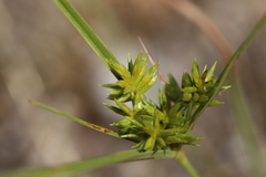 Cyperus grayi