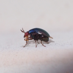 Spaniocelyphus palmi