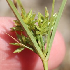 Cyperus grayi