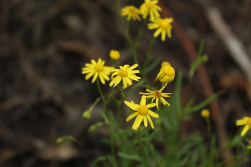 Senecio madagascariensis