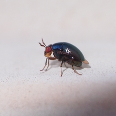 Spaniocelyphus palmi