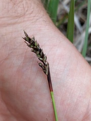 Carex richardsonii