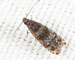 Tineidae clade b
