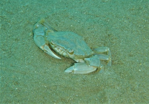 Vernal Crab, photo 2 of 10
