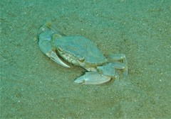 Liocarcinus vernalis
