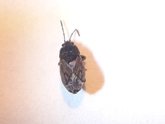 Trapezonotus arenarius