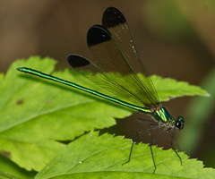 Calopteryx dimidiata