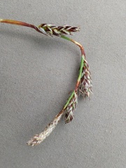Carex richardsonii