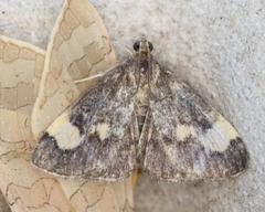 Evergestis unimacula