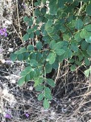Fraxinus dipetala