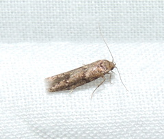 Blastobasis adustella