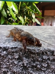 Gryllotalpa gryllotalpa