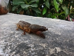 Gryllotalpa gryllotalpa
