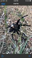 Aphonopelma steindachneri