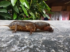 Gryllotalpa gryllotalpa