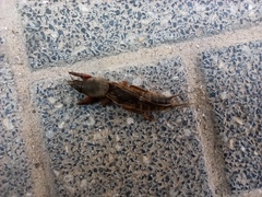 Gryllotalpa gryllotalpa