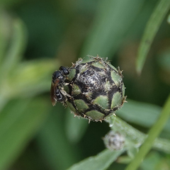 Halictus