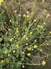 Hirschfeldia incana