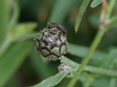 Halictus