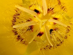 Calochortus concolor