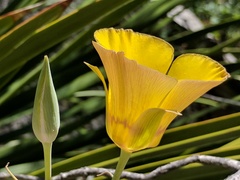 Calochortus concolor