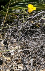 Calochortus concolor