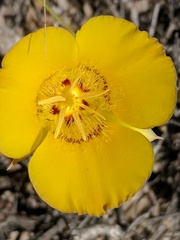 Calochortus concolor