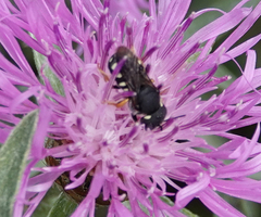 Pseudoanthidium nanum