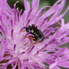 Pseudoanthidium nanum