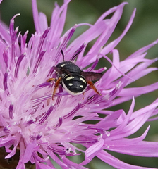 Pseudoanthidium nanum