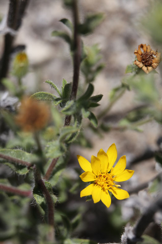 Heterotheca sessiliflora ssp. echioides