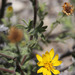 Bristly Goldenaster - Photo (c) Paul G. Johnson, some rights reserved (CC BY-NC-SA), uploaded by Paul G. Johnson