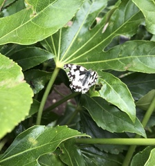Melanargia galathea