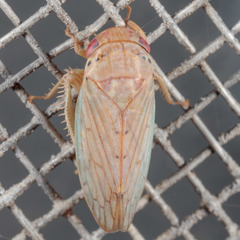 Polana quadrinotata