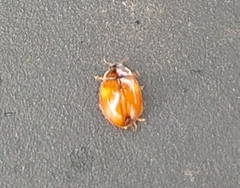 Adalia decempunctata