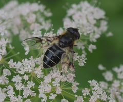 Eristalis rupium