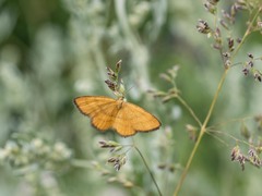 Idaea flaveolaria