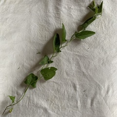 Convolvulus arvensis