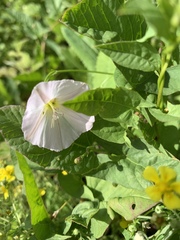 Convolvulus arvensis