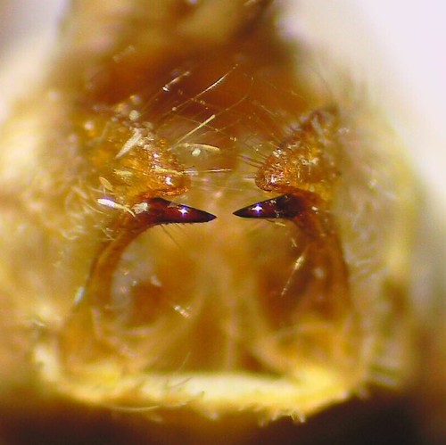 Banded Tussock Moth, photo 2 of 10