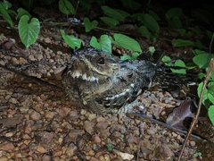Caprimulgus asiaticus