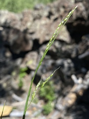 Piptatheropsis micrantha